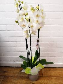 Orchid Plant